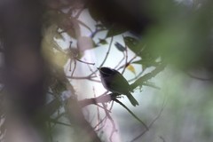 Silvicultrix frontalis