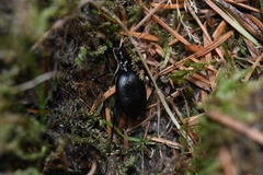 Scaphinotus angulatus