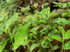Orthoptera