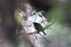 Silvicultrix frontalis