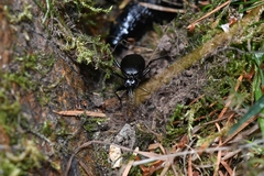 Scaphinotus angulatus