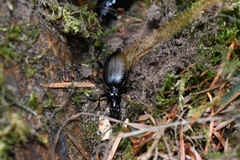 Scaphinotus angulatus
