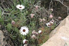 Ursinia pilifera