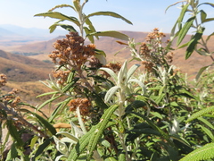 Buddleja loricata