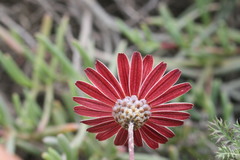 Ursinia pilifera