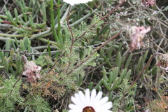 Ursinia pilifera