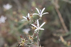 Wahlenbergia nodosa