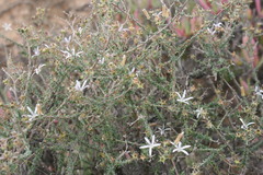 Wahlenbergia nodosa
