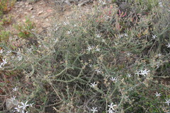 Wahlenbergia nodosa