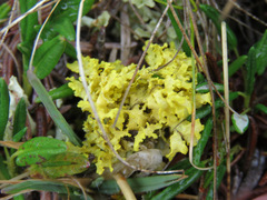 Vulpicida juniperinus