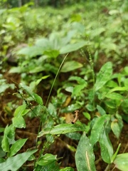 Orthoptera