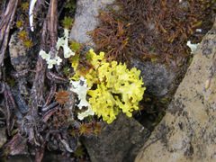 Vulpicida juniperinus