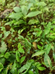 Orthoptera