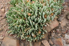 Brianhuntleya intrusa