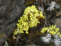 Vulpicida juniperinus