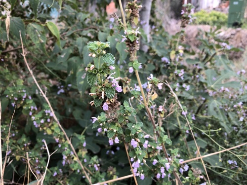 balota čierna (Ballota nigra)