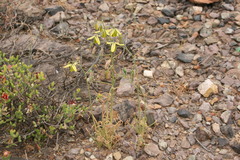 Albuca viscosa