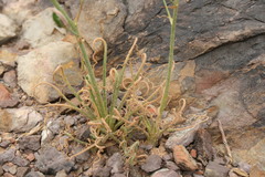 Albuca viscosa