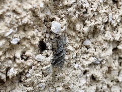 Triodia adriaticus