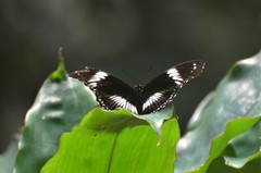 Hypolimnas salmacis salmacis