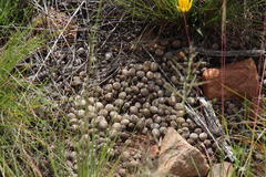 Pronolagus saundersiae