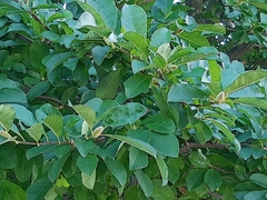 Magnolia