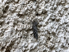 Triodia adriaticus
