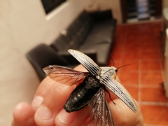 Chalcolepidius rugatus