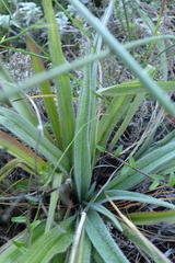 Hypoxis villosa