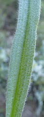 Hypoxis villosa