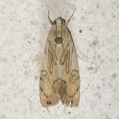 Dichogama redtenbacheri
