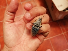 Chalcolepidius rugatus