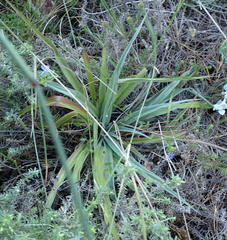 Hypoxis villosa