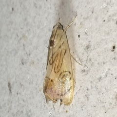 Dichogama redtenbacheri