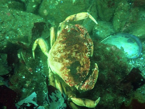 Atlantic Rock Crab, photo 4 of 10