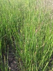 Eleocharis compressa