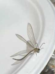 Brachynemurus versutus
