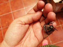 Chalcolepidius rugatus