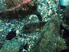 Myoxocephalus scorpius