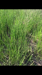 Eleocharis compressa