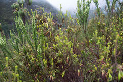 Erica viridiflora viridiflora
