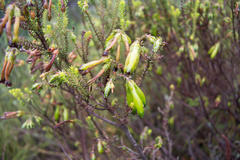 Erica viridiflora viridiflora