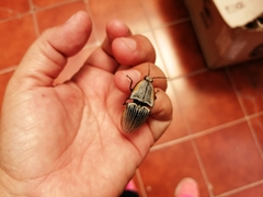 Chalcolepidius rugatus