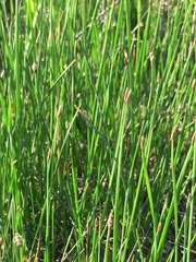 Eleocharis compressa