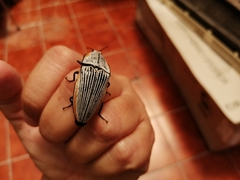 Chalcolepidius rugatus