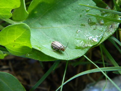 Disonycha bicarinata