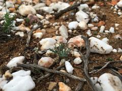 Eriospermum alcicorne