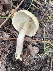 Tricholoma odorum