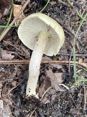 Tricholoma odorum