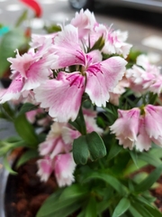 Dianthus chinensis
